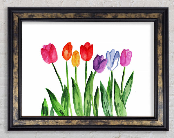 Tulip Rainbow