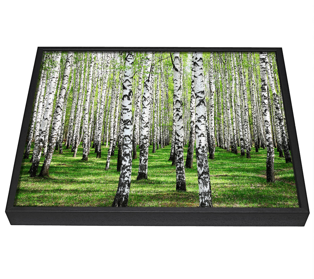 A picture of a Silver Birch Beauty framed canvas print sold by Wallart-Direct.co.uk