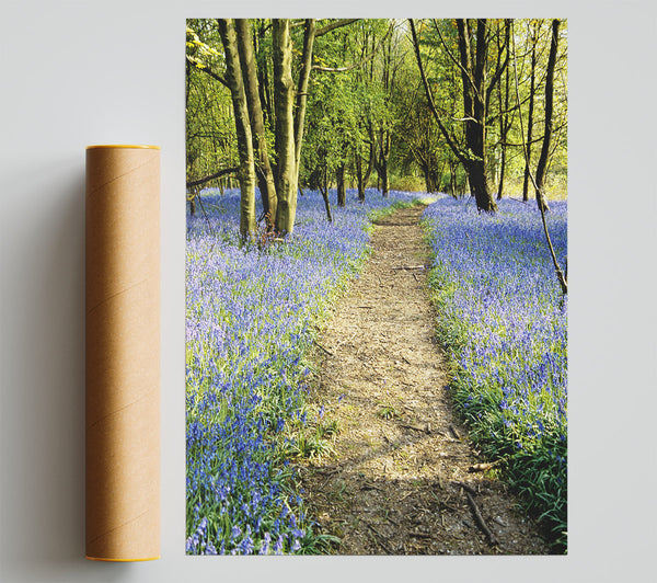 Bluebell Path