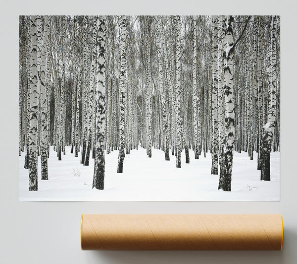 Silver Birch Trees In The Snow