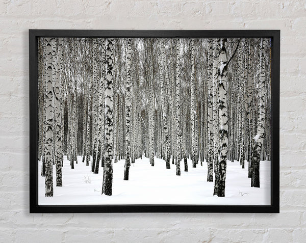 Silver Birch Trees In The Snow