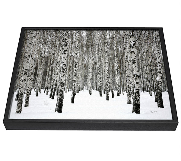 A picture of a Silver Birch Trees In The Snow framed canvas print sold by Wallart-Direct.co.uk