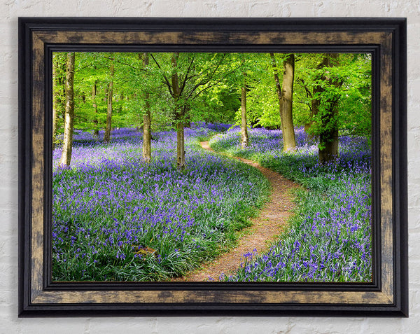 Walk Through The Bluebell Path