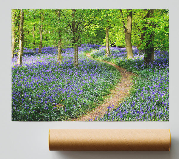 Walk Through The Bluebell Path