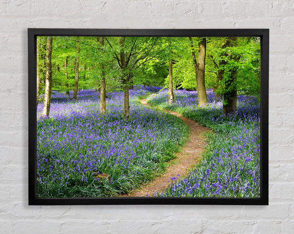 Walk Through The Bluebell Path