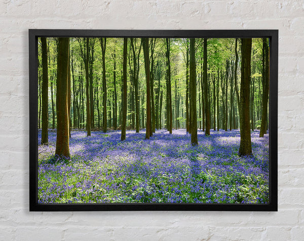 Mystical Bluebell Woodland