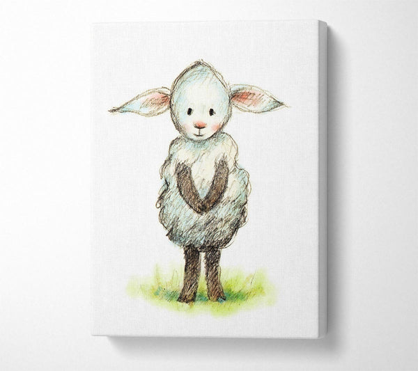 Shy Sheep