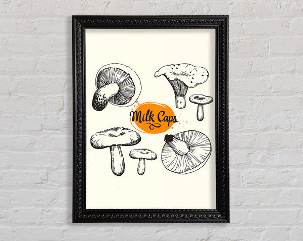 Milk Cap Mushrooms