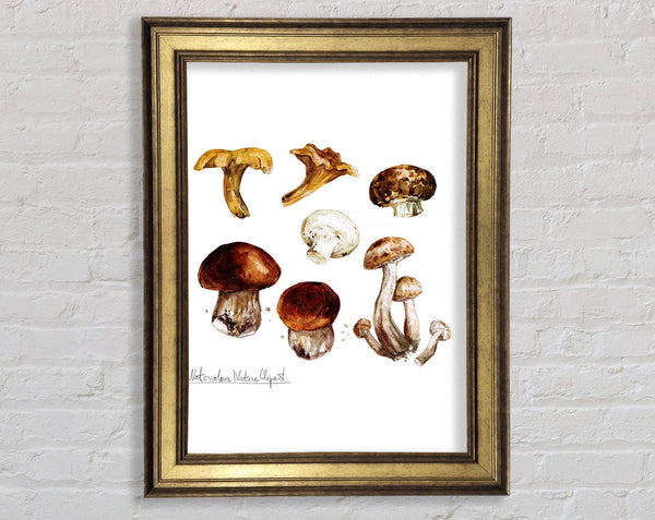 Different Types Of Mushrooms