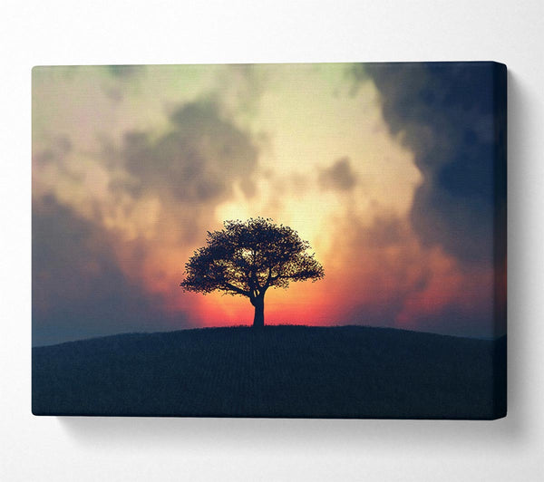 Sunset Tree