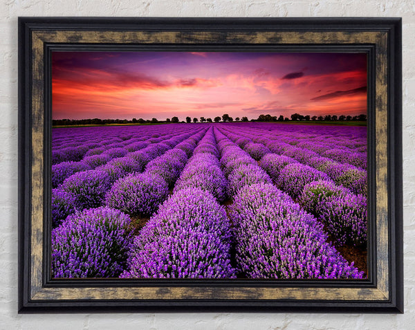 Lavender Fields