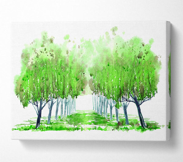 Green Tree Walk