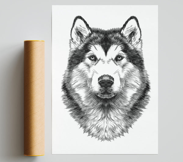 Husky Wolf