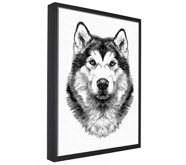 A picture of a Husky Wolf framed canvas print sold by Wallart-Direct.co.uk