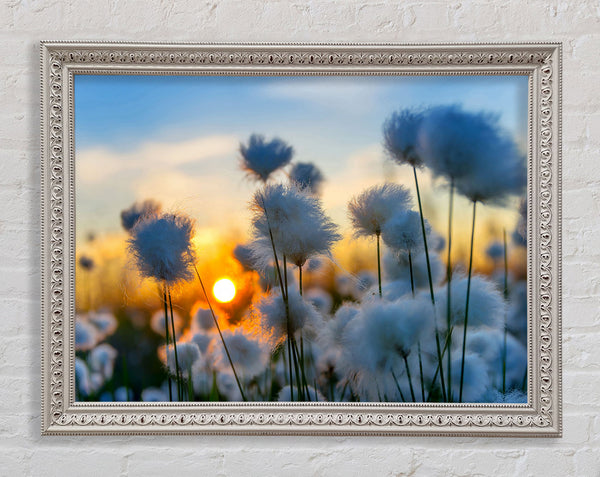 Cottonbuds In The Sunset