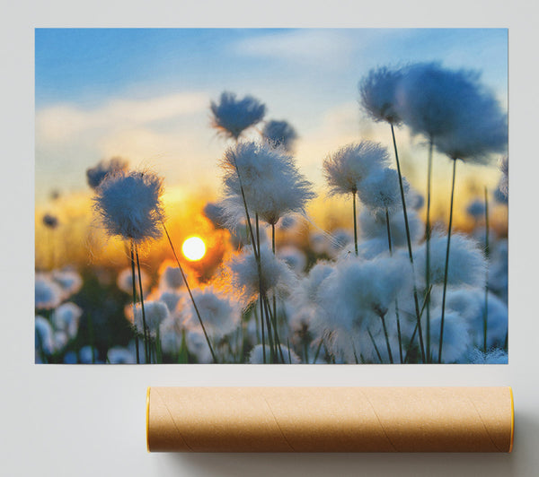 Cottonbuds In The Sunset