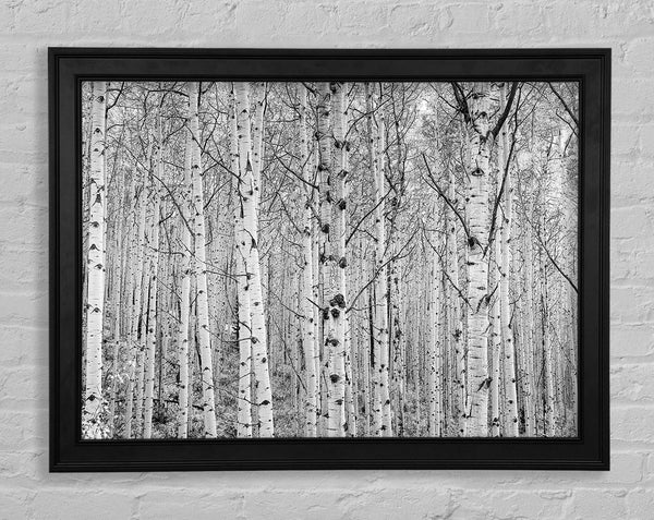 Just Silver Birch