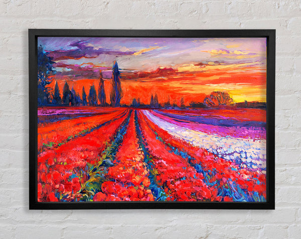 Red Tulip Field Sunset