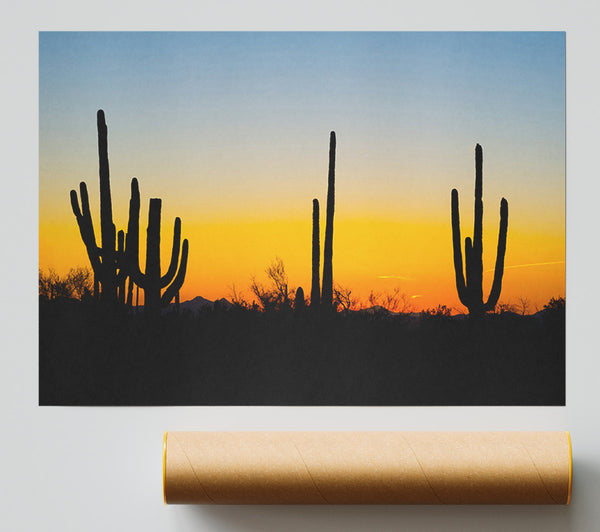 Cactus Sunset