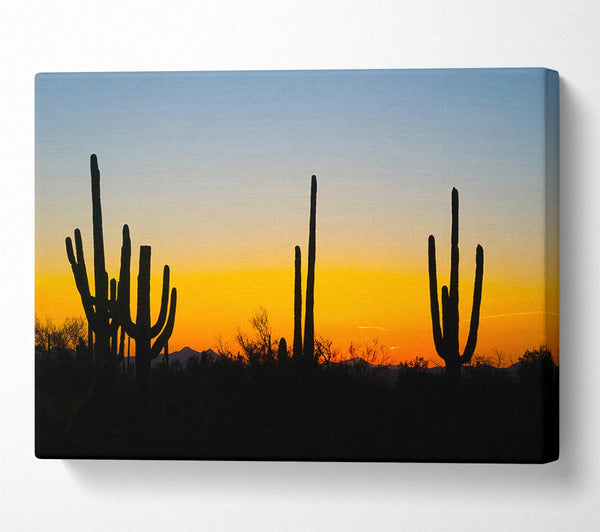 Cactus Sunset