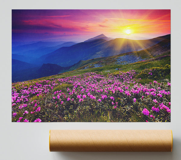 Sunrays Over The Pink Flower Mountain