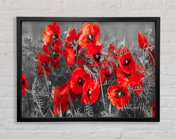 Red poppy closeup