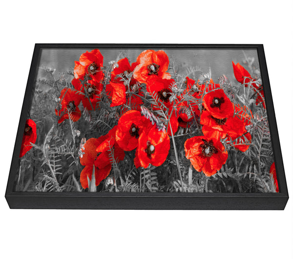 A picture of a Red poppy closeup framed canvas print sold by Wallart-Direct.co.uk