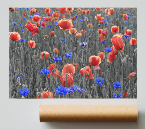 Red Poppies Blue Field