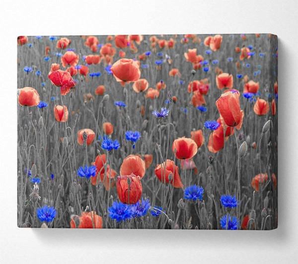 Red poppies blue field