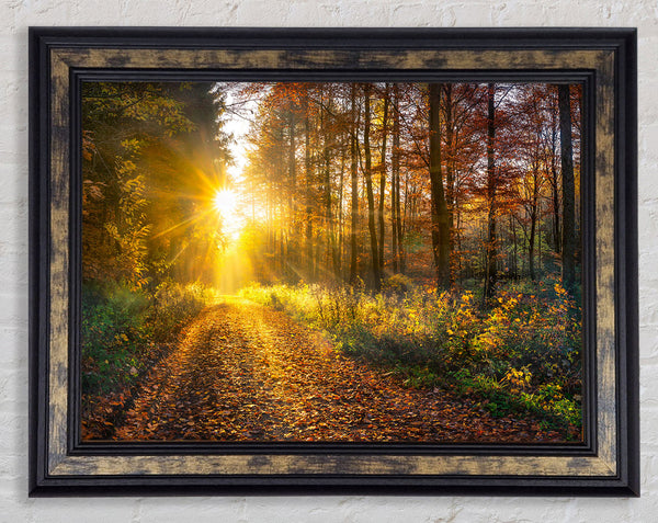 Woodland Walk In the Autumn