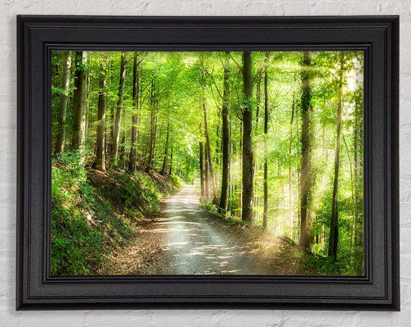 Green Forest Walkway trail