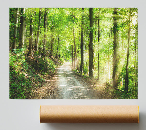 Green Forest Walkway Trail