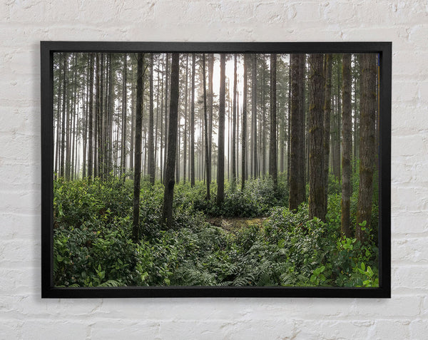 Tall trees in the old woodland