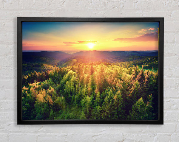 Sunrays over a green woodland