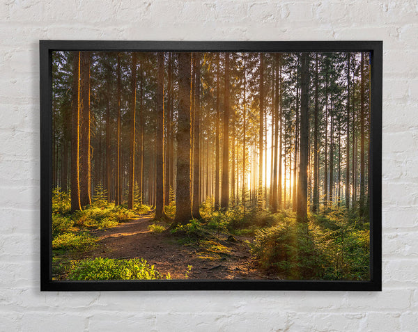 Sunset through the british trees