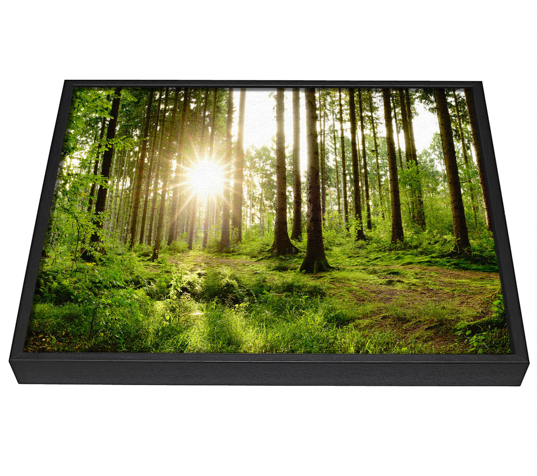 A picture of a Sunshine in the green woodlands framed canvas print sold by Wallart-Direct.co.uk