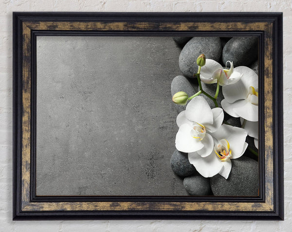 White Orchid on grey pebbles