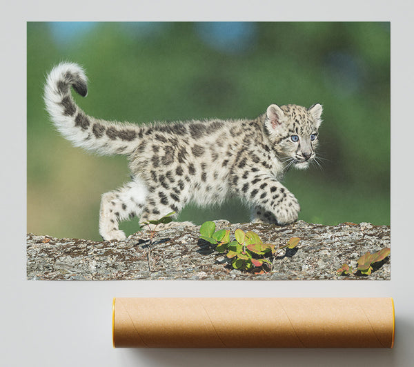 Leopard Cub Walking A Branch