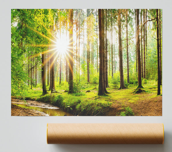 Sun Appearing Through The Trees In Britain