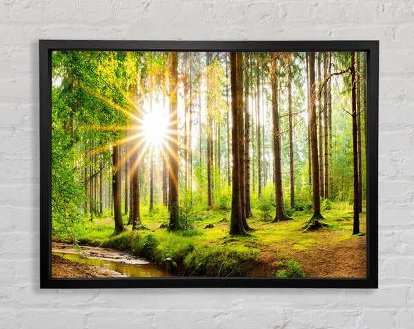 Sun appearing through the trees in britain