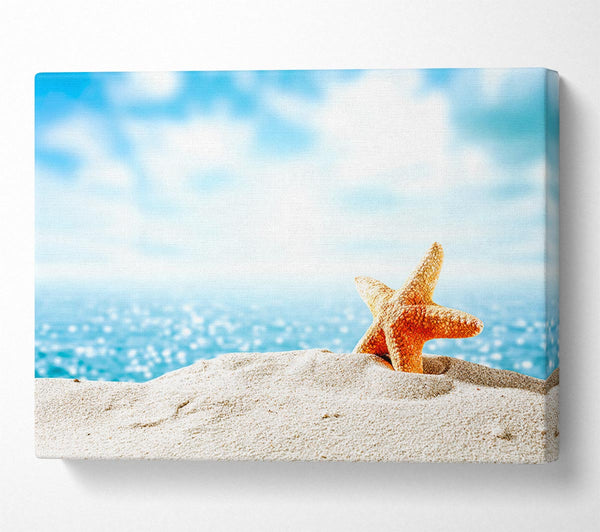 starfish on the beach