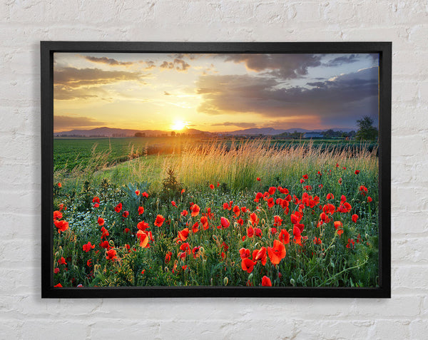 Red poppies in the green countryside