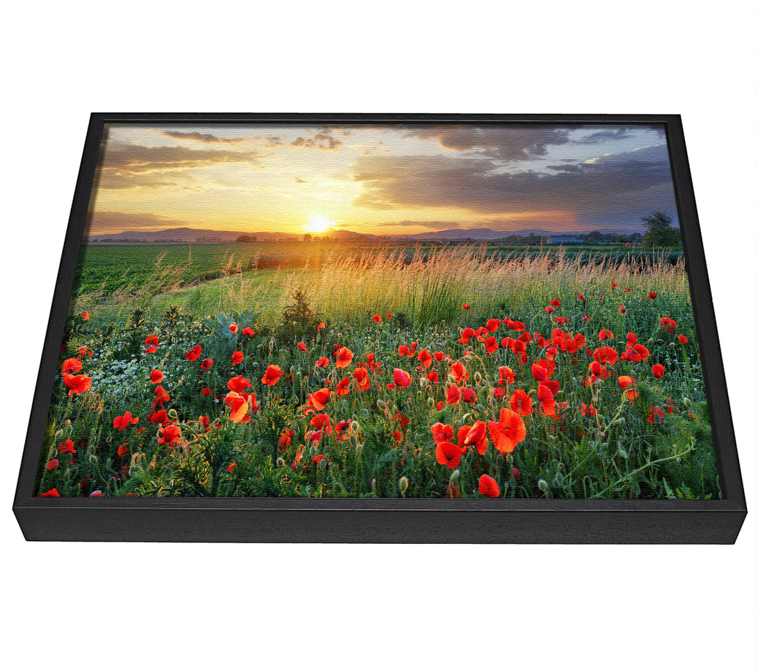 A picture of a Red poppies in the green countryside framed canvas print sold by Wallart-Direct.co.uk