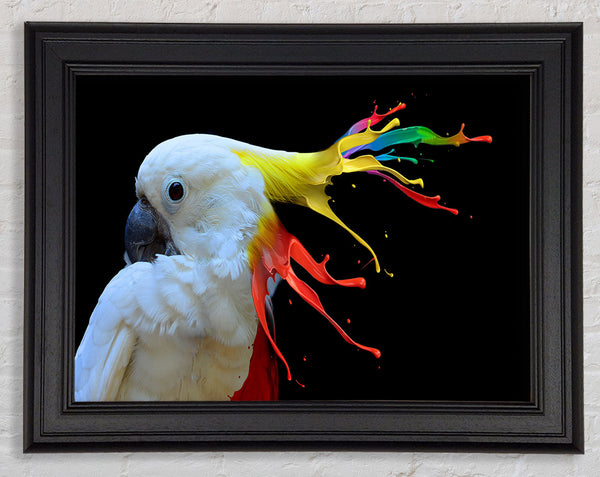 cockatoo colour splash