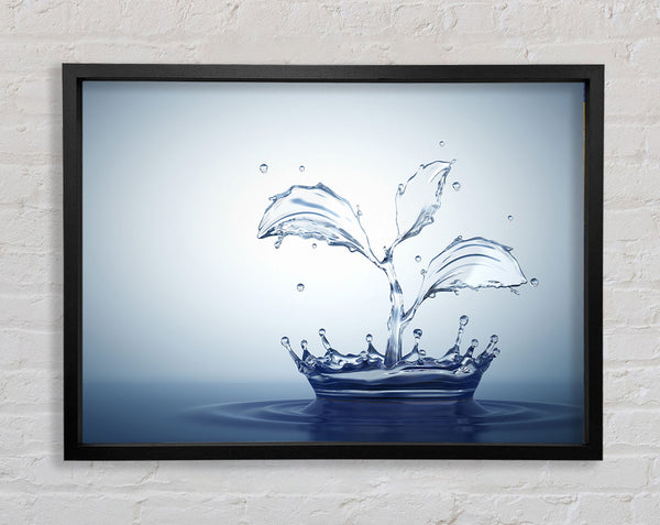 Water splash plant