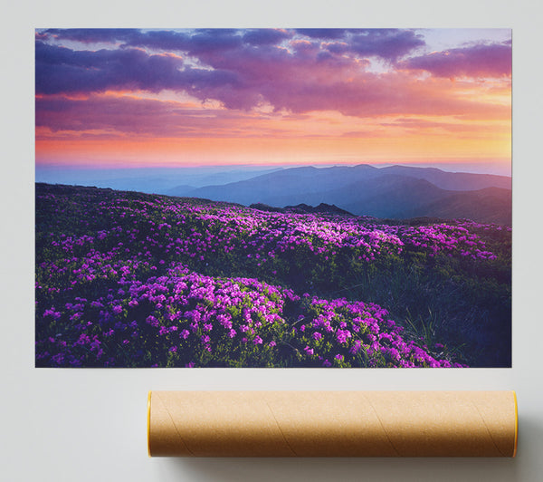 Purple Meadow Mountains