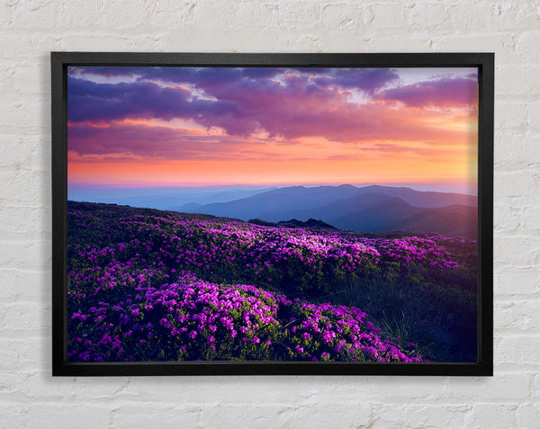 Purple Meadow mountains