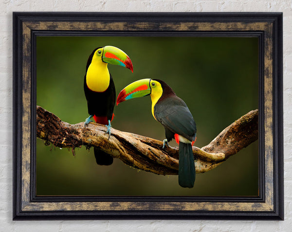 Two Toucans on branch