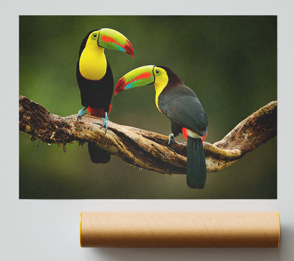 Two Toucans On Branch