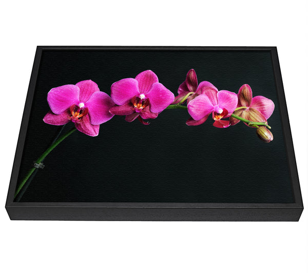 A picture of a Pink Orchids Curve framed canvas print sold by Wallart-Direct.co.uk